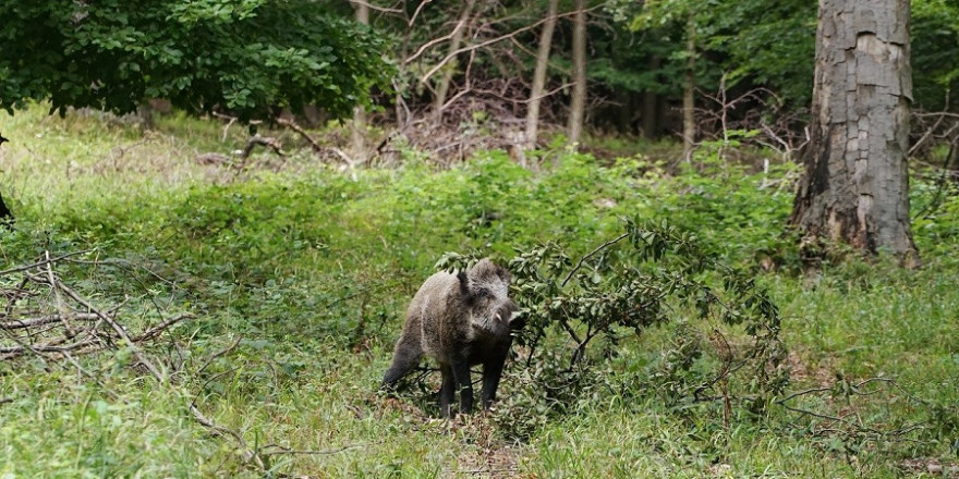 Wildschweine gelten als äußerst wehrhaft, wenn sie sich bedrängt fühlen und können gerade im Bereich der Beine schwerste, zum teil lebensbedrohliche Verletzungen mit ihrem messerscharfen Gewaff (Eckzähne der Keiler) verursachen.