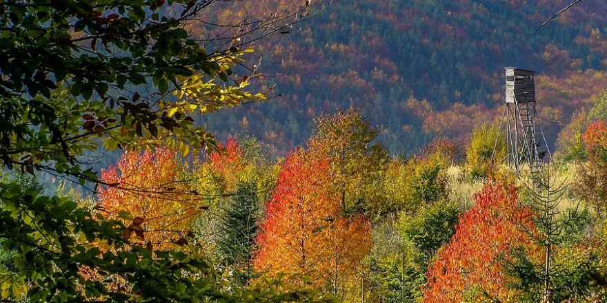 Hochsitz im herbstlichen Wald (Foto: Cydonia)