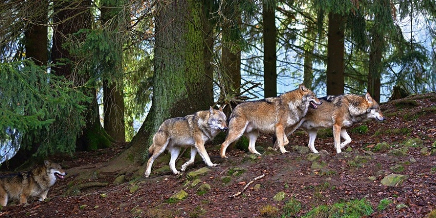 Ein Rudel Wölfe im Wald.