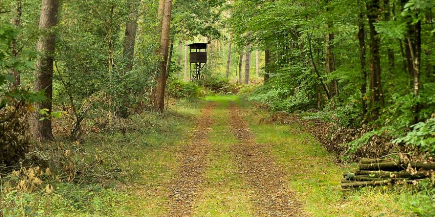 Wege sind nichts anderes als lange Lichtschneisen im Wald und je breiter und je weniger befestigt sie sind und befahren werden desto attraktiver sind sie fürs Wild. (Beispielbild: Tobheg)