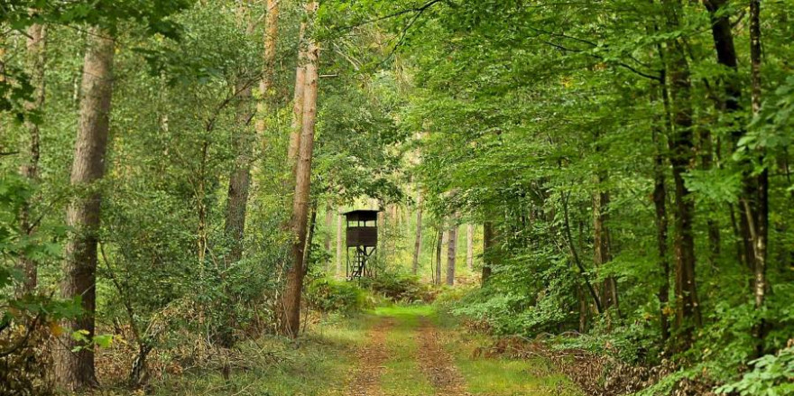 Ein Hochsitz im Wald (Symbolbild: Tobheg)