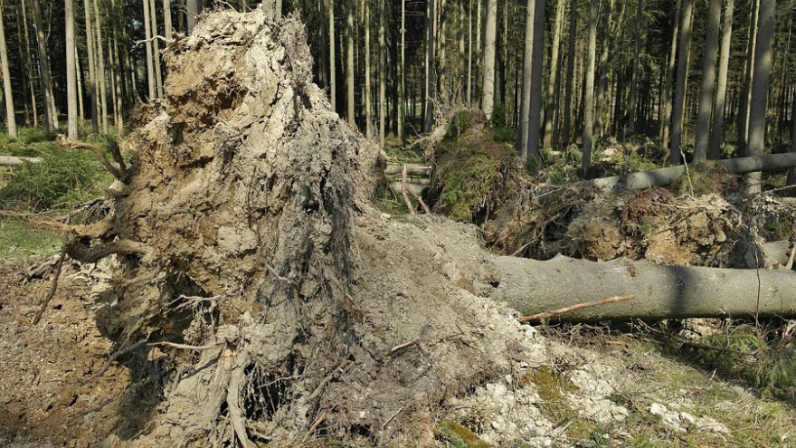 Sturmschäden im Wald