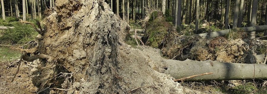 Sorgenkind Wald