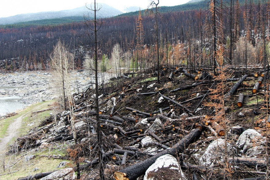 Waldbrandfläche