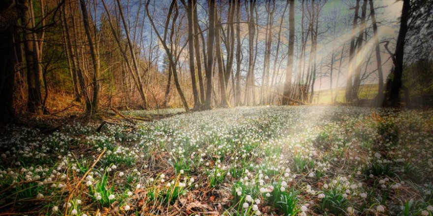 Waldlichtung im Frühling mit einem Meer von Märzenbechern (Foto: Albrecht Fietz)