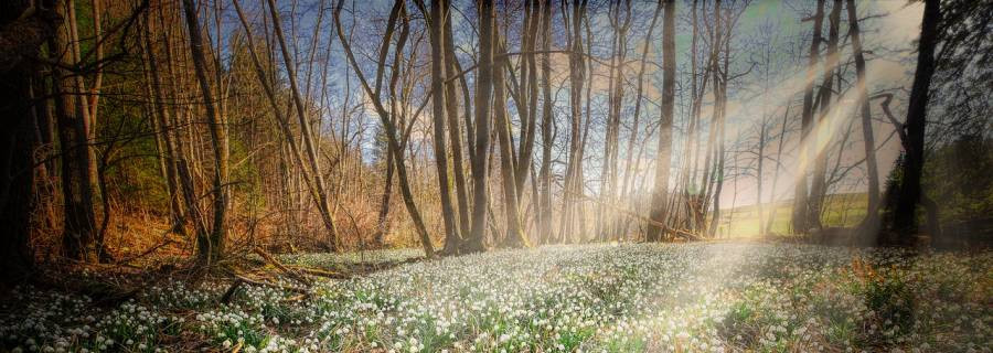 „Cervo-Flora“ – Abwurfstangen im Blütenflor