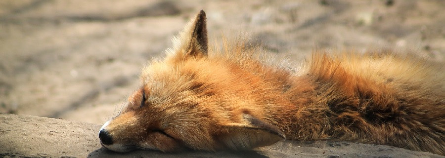 Ein mutiger Fangschuss