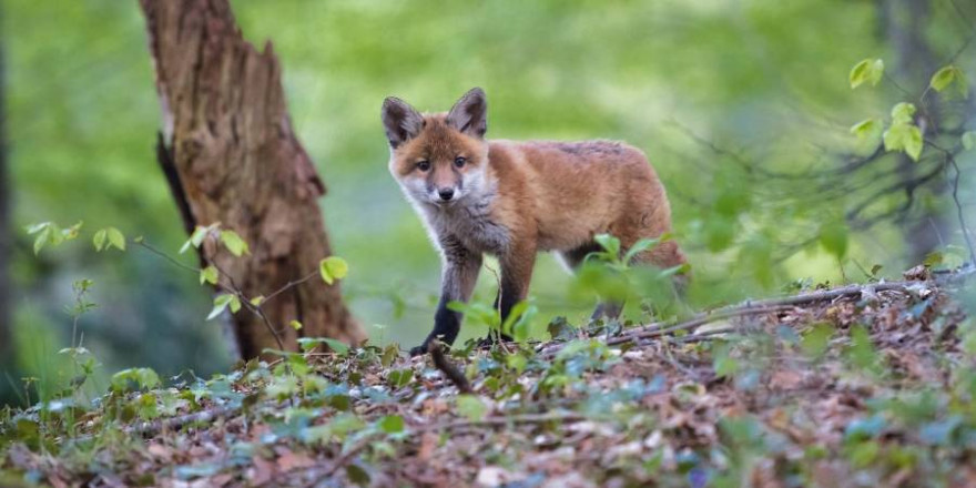 Der Hessische Staatsgerichtshof sieht keine schlüssige Begründung für die Schonzeit von juvenilen Füchsen, Waschbären und Marderhunden (Fotos: edbo23/Bruno/Germany/adege)