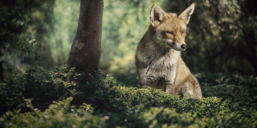 Ein Fuchs im Wald (Foto: Ria Sopala)