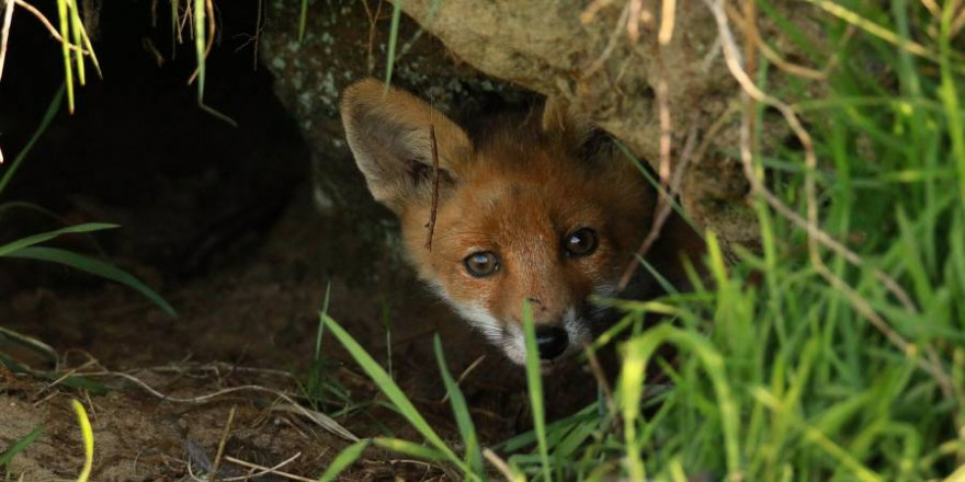 Ein Fuchs blickt aus seinem Bau (Beispielbild: Thomas Wilken)