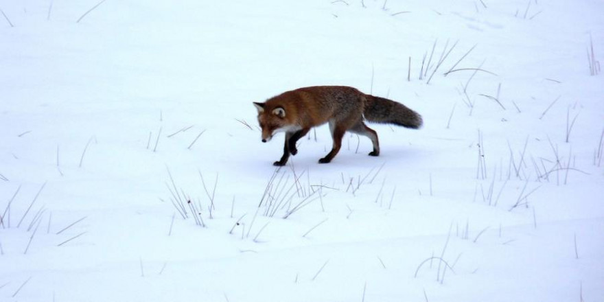 Fuchs im Schnee (Beispielbild: marxilein)