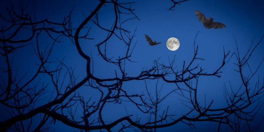 Fledermäuse über einem Baum bei Vollmond (Symbolbild: Angeles Balaguer)