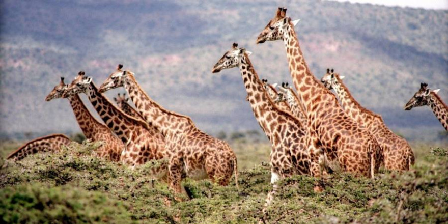 Giraffen leben in den Savannen Afrikas südlich der Sahara und kommen unter anderem in Namibia vor. Die Weltnaturschutzorganisation (IUCN) stuft sie insgesamt als „gefährdet“ ein. (Symbolbild: mrslorettarsmith0)