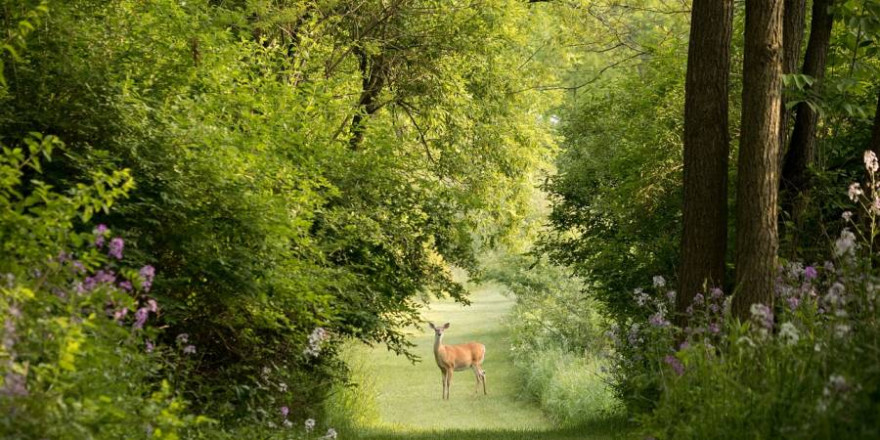 Schalenwild im Fokus: Bleiben am Ende Wald und Wild auf der Strecke? (Symbolbild: StockSnap)