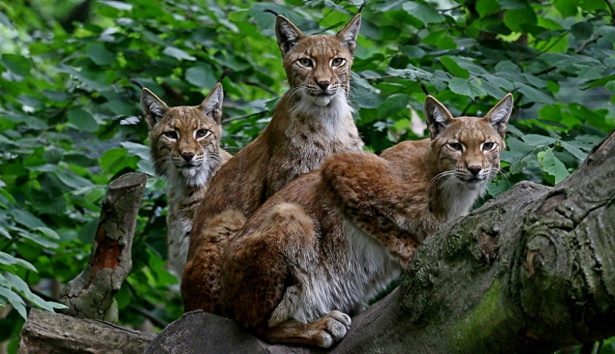 Umgefallene Buchen töteten Luchs „Tamino“ und ermöglichten drei weiteren Tieren die Flucht. (Beispielbild: Elli Stattaus)