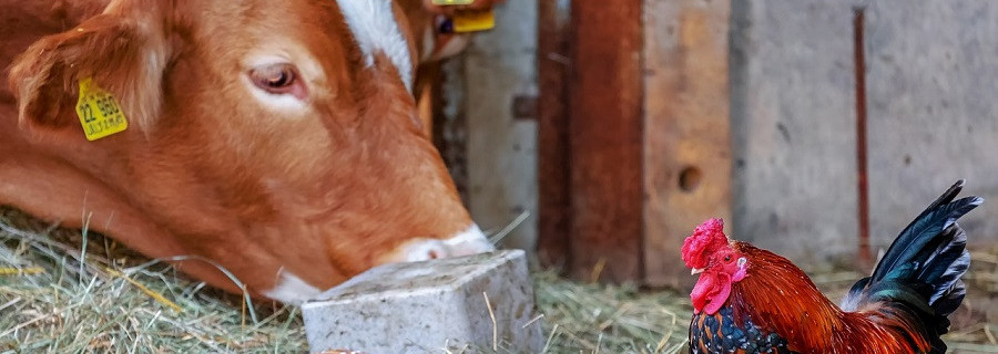 Hahnenschrei und Muhen von Kühen soll Kulturerbe werden