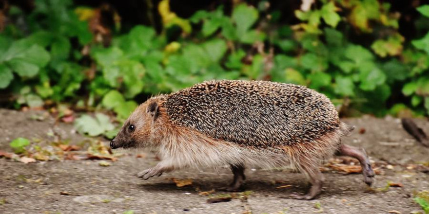 Ein laufender Igel (Foto: Alexas_Fotos)