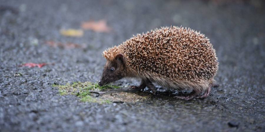 Ein Igel auf Asphalt (Beispielbild: haeuptling)