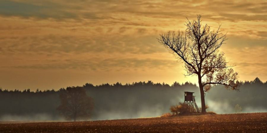 Hochsitz, Feld, Wald und Bäume (Symbolbild: Peggychoucair)