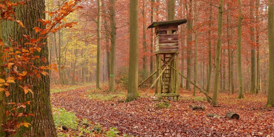 Hochsitz im Herbstwald (Symbolbild: pictavio)