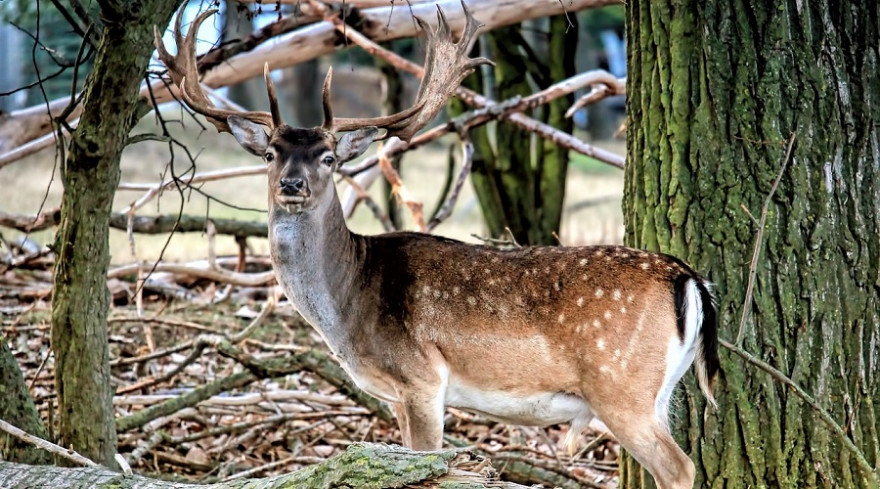 Ein kapitaler Damhirsch im Wald.