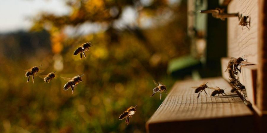 Einen Bienenstock anfliegende Bienen (Beispielbild: Martin Tajmr)
