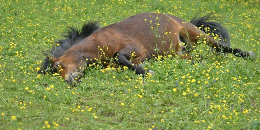 Isländer auf einer Weide liegend (Symbolbild: Catkin)