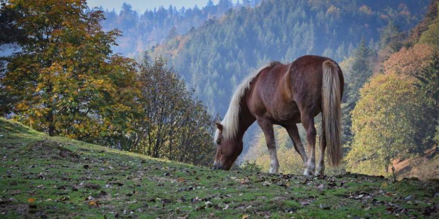 Haflinger auf einer Weide (Beispielbild: Paul Henri Degrande)