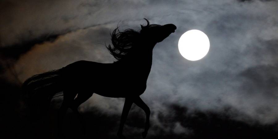 Ein Pferd im Dunkeln bei Vollmond (Symbolbild: Tanja Mikkelsen)