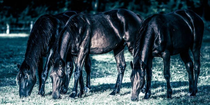 Die beiden getöteten Hannoveraner Jährlinge standen zusammen mit acht weiteren Pferden auf einer Weide, als sie von Wölfen angegriffen wurden (Beispielbild: Didier Aires)