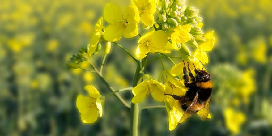 Hummel an einer Rapsblüte (Foto: ykaiavu)