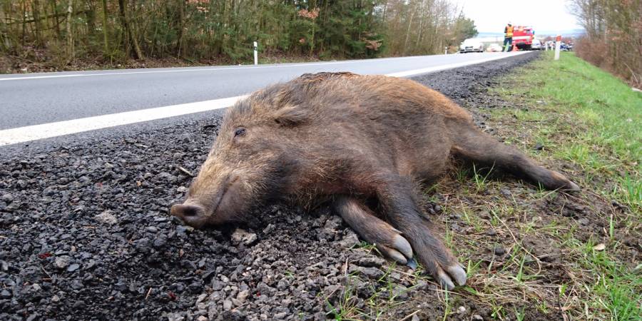 Toter Frischling am Straßenrand nach einem Wildunfall (Beispielbild: Pete_Flyer)