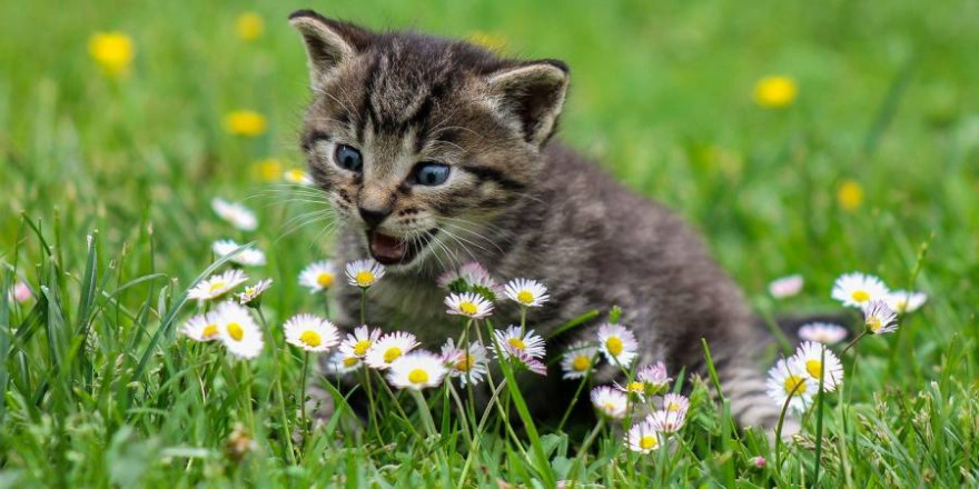 Kätzchen auf einer Wiese mit Gänseblümchen (Symbolbild: Ilona Ilyés)