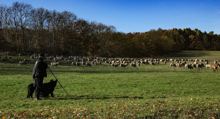 Schäfer und seine Herde