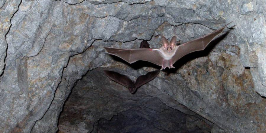 Untersuchungen weisen auf Fledermäuse als Ursprung von SARS-CoV-2 hin. (Foto: skeeze)