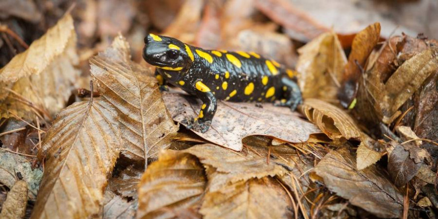 Ein Feuersalamander (Symbolbild: Daniel Bahrmann)