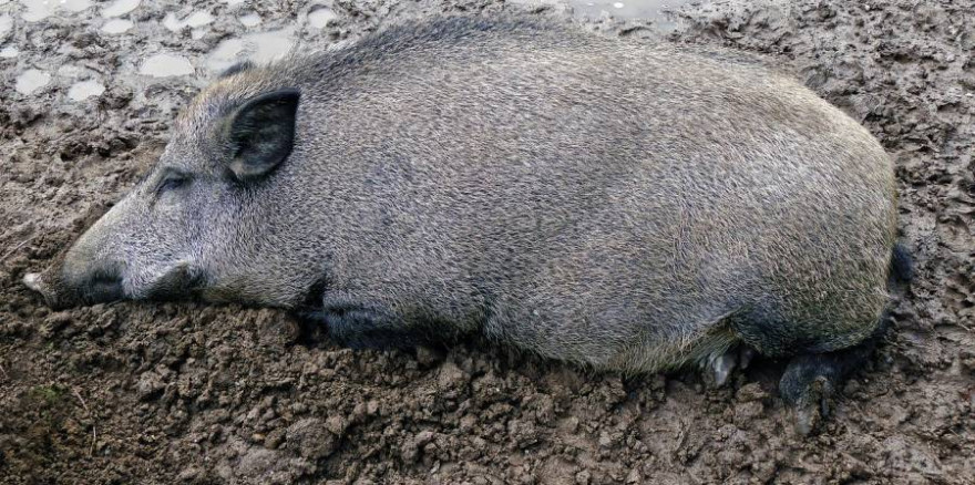 Wildschwein liegend (Foto: Wolfgang Eckert)