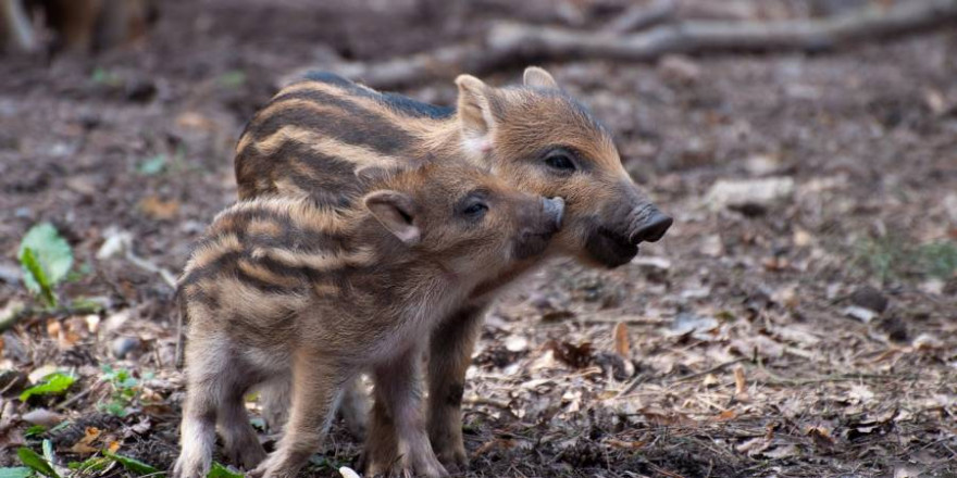 Naturbesucher sollten quicklebendige Wildtierkinder, wie diese beiden gestreiften Frischlinge, nicht berühren oder mitnehmen. (Foto: Oliver Völker)