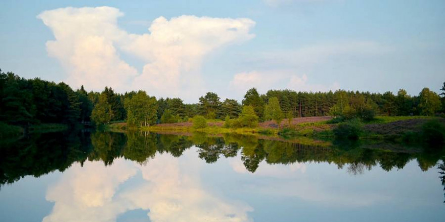 Lüneburger Heide (Symbolbild: Mariya)