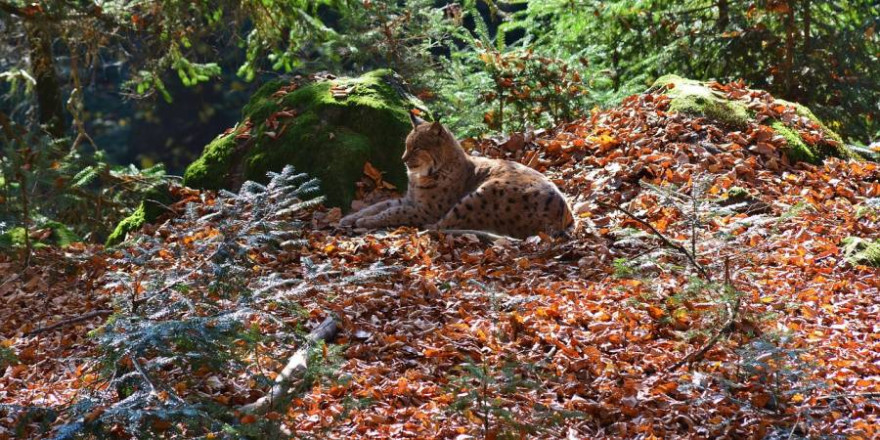 Luchs in einem Wald liegend (Symbolbild: jggrz)