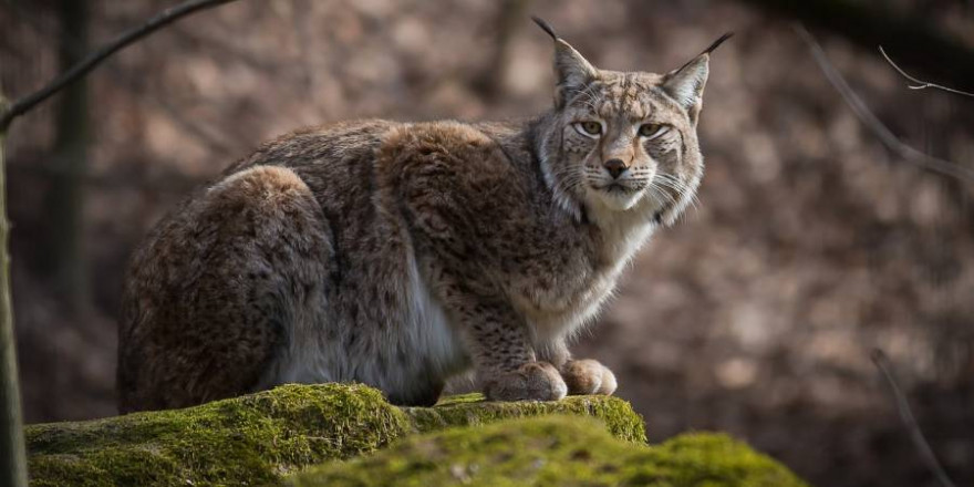 Luchs auf einem Felsen sitzend (Symbolbild: R. Winkelmann)