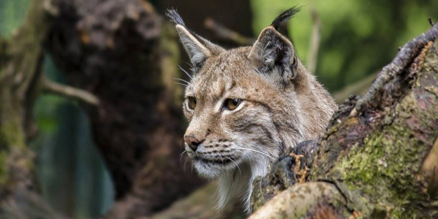 Ein Luchs (Symbolbild: Markus Wittmann)