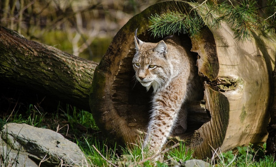 Luchs