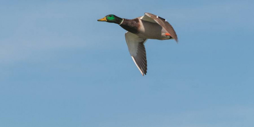 Fliegender Stockentenerpel (Foto: glacika56)