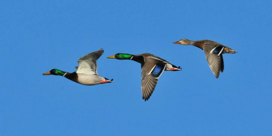 In zwei Jahren dürfen diese drei Stockenten nicht mehr mit Bleischrot in oder über Feuchtgebieten bejagt werden (Foto: skeeze)