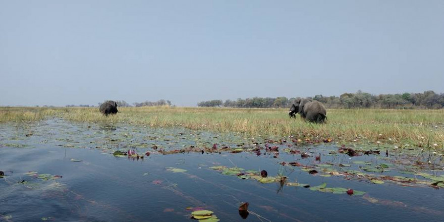 Elefanten am Okavango-Delta (Beispielbild: hayden134)