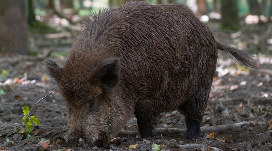 Ein Keiler beim Brechen im Waldboden.