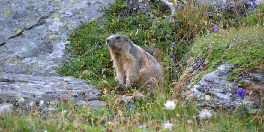 Murmeltiere gelten in einigen Teilen der Welt als absolute Delikatesse (Foto: Christian Georg Sulzer)