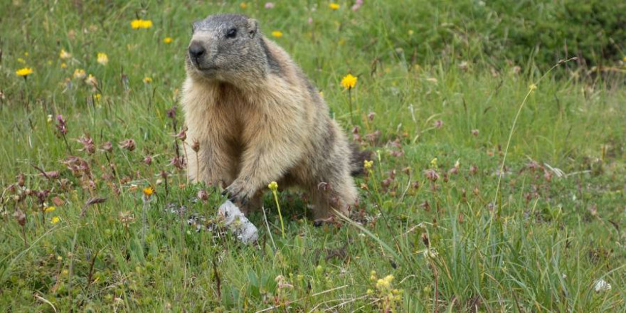 Murmeltier auf einer Wiese (Foto: Josefka)