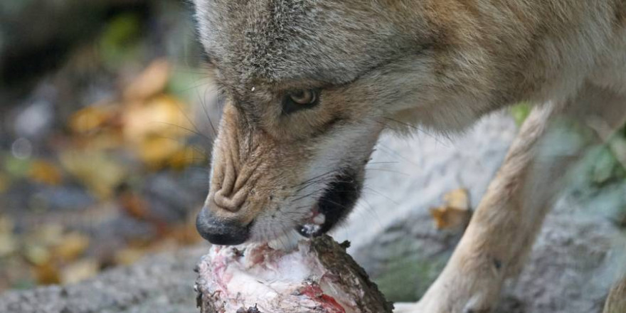 Wolf beim Fressen (Symbolbild: Marcel Langthim)